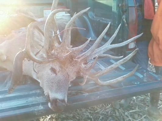 30 point doe in truck